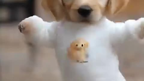 Dog Dance Motorcycle