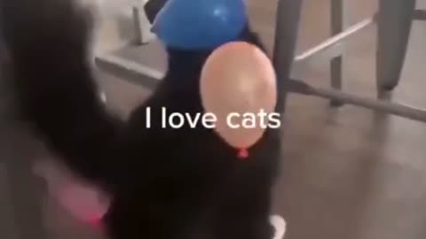 I love cats