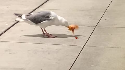 Seagull Finds a Pizza Slice