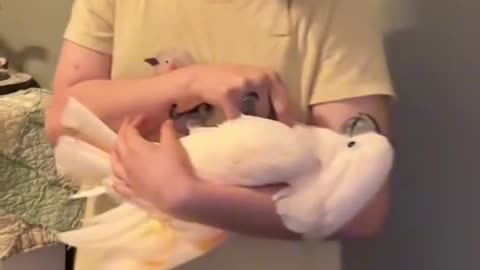 Parrot naps in arms 😴🦜💕