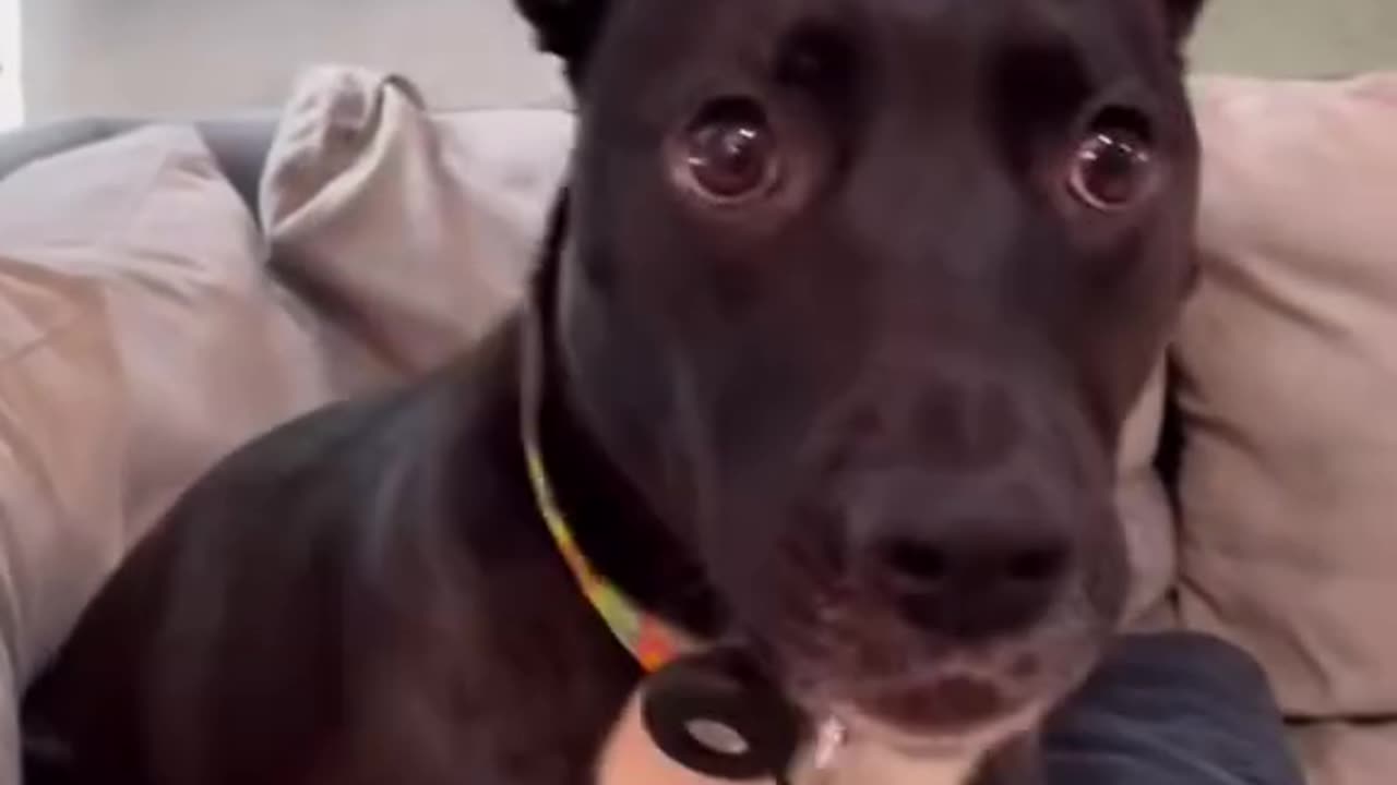 Do Dogs Secretly Understand Us?