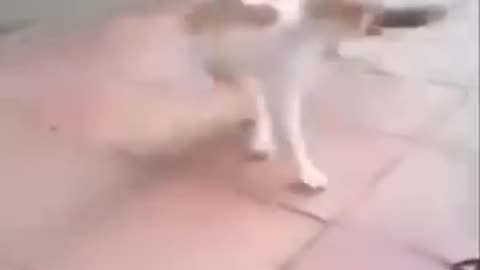 Funny videos of cat and 🐀 🐁 rat