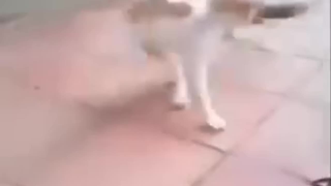 Funny videos of cat and 🐀 🐁 rat