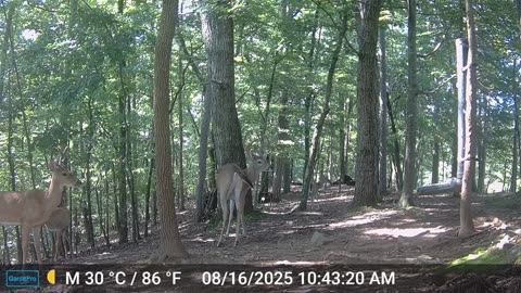 The Woods – 08/17/2025