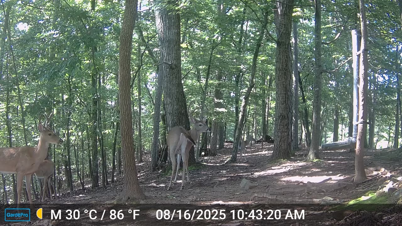 The Woods – 08/17/2025