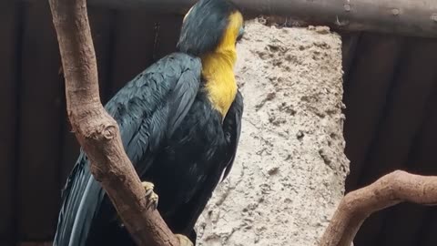 Wrinkled Hornbill Bird