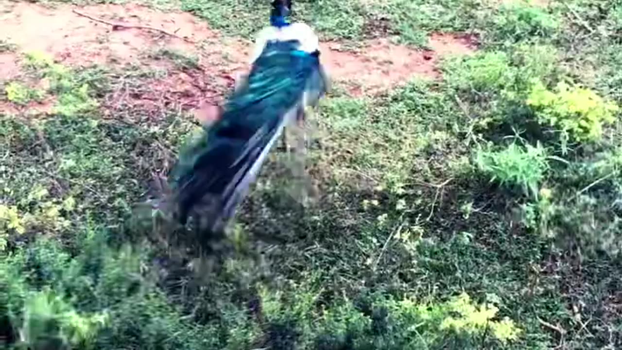 Peacock🦚