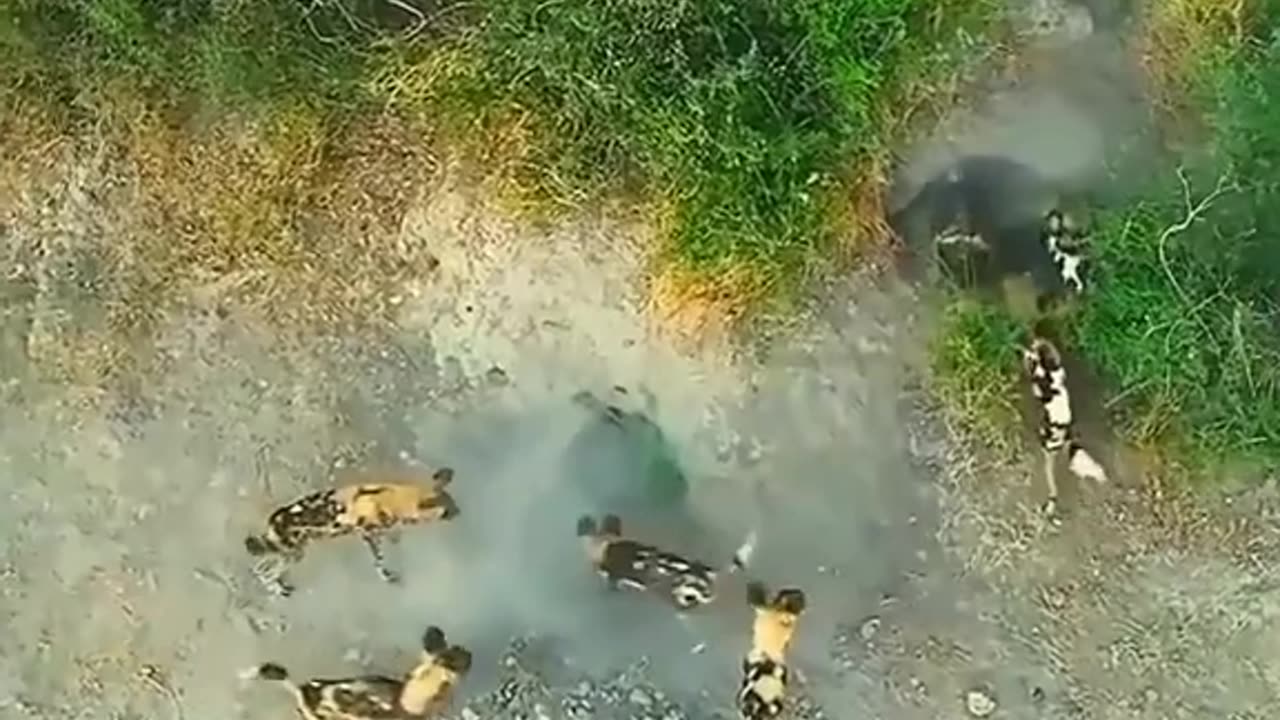 Animal