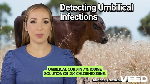 Detecting Umbilical Infections:The Secrets to Calf Health Success
