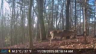 The Woods – 11/28/2025