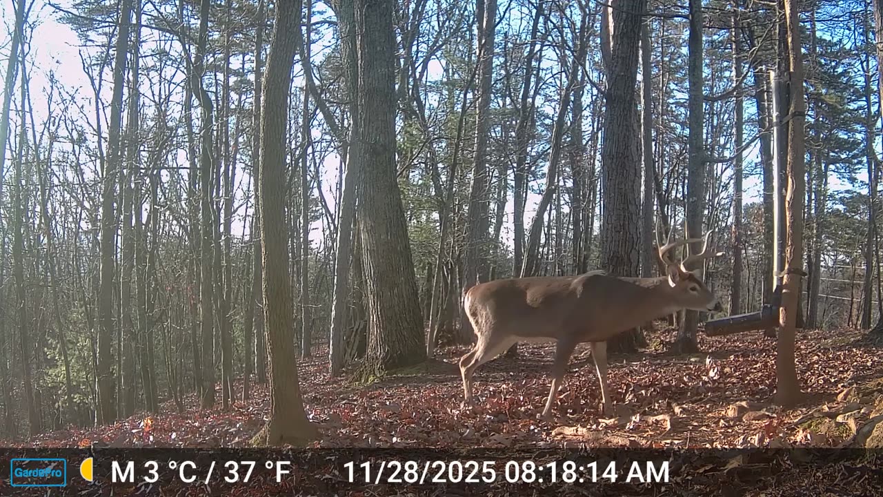 The Woods – 11/28/2025