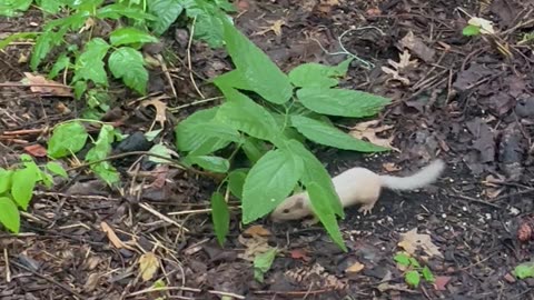 The Elusive Albino Chipmunk