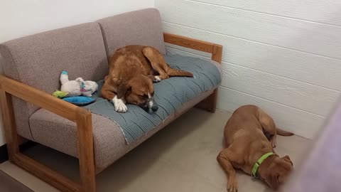 Chopper 2y A854679 Fantasma 3y A852517@TRN, from kennel 209 harrys haven PACC shelter560