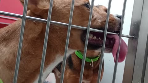 Blaine-German Shepherd 3y A863417 Hawaii-busy tan lady 8mos A870742 kennel 189 PACC shelter20259388