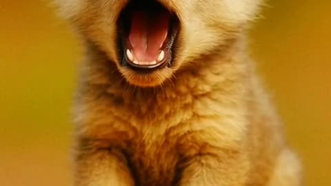 Small cute animals world