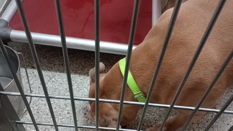 Baby Girl-tan-by gate 4y A869879 Morgan-came forward 3y A874711 kennel 160 PACC shelter2025917516