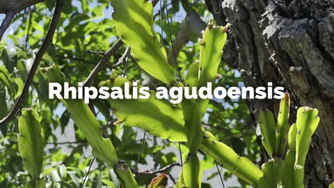 Rhipsalis agudoensis
