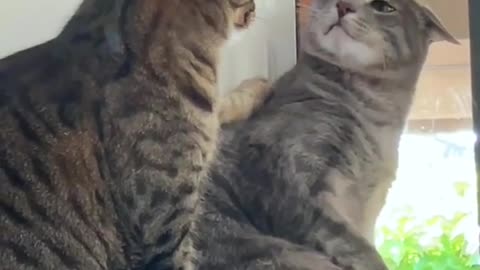 It's so dramatic.🤣#funnycats #funnyanimals