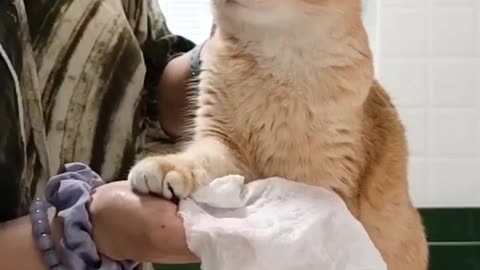 Zoey cat refused to get wiped with tissue by momy
