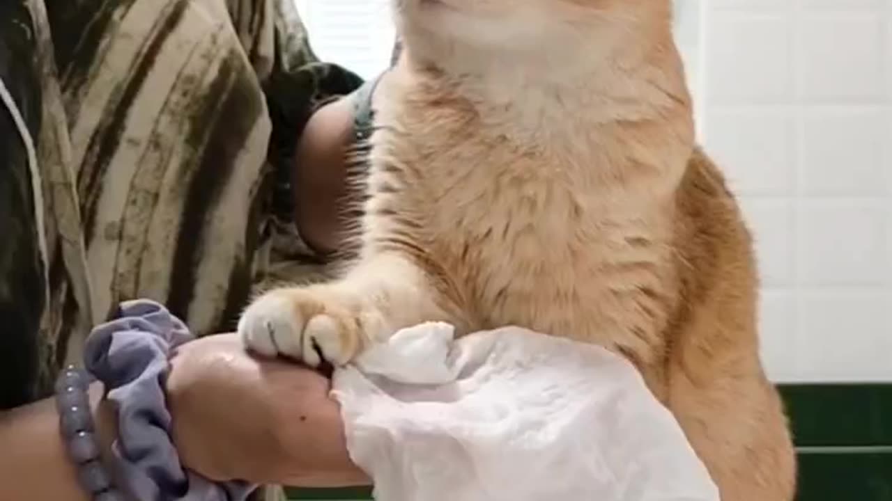 Zoey cat refused to get wiped with tissue by momy