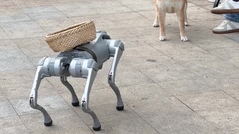 When a Robot Dog Meets a Real Dog