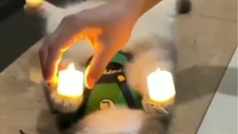Dog's Comedy Videos 🤣 so cute videos 😍 funny videos in world cricket Team 😂