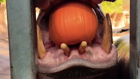 Timothy the hippo is doing some pumpkin smashing! 🎃🦛 #animals #hippo #cuteanimals