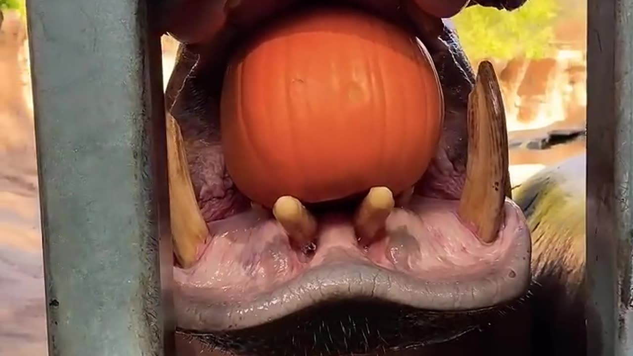 Timothy the hippo is doing some pumpkin smashing! 🎃🦛 #animals #hippo #cuteanimals