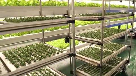 farming is science. process of growing fresh vegetables by Korean scientists.