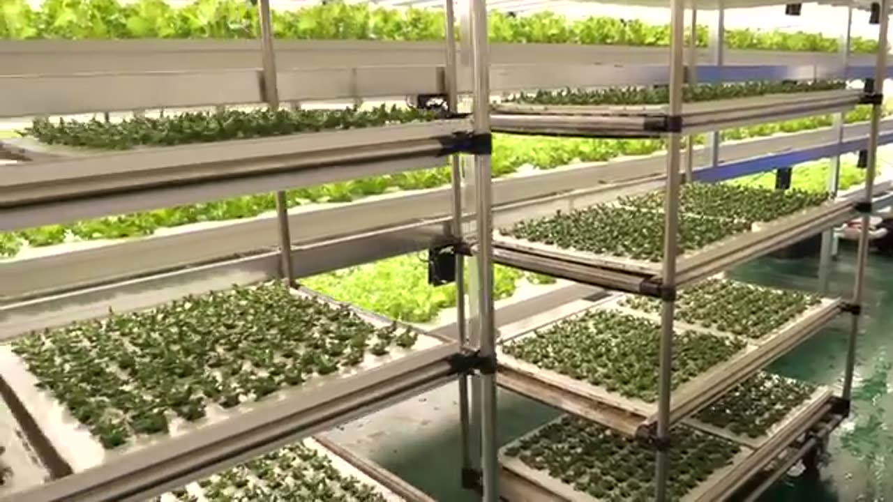 farming is science. process of growing fresh vegetables by Korean scientists.