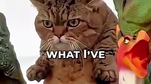 Secret Side of Cats