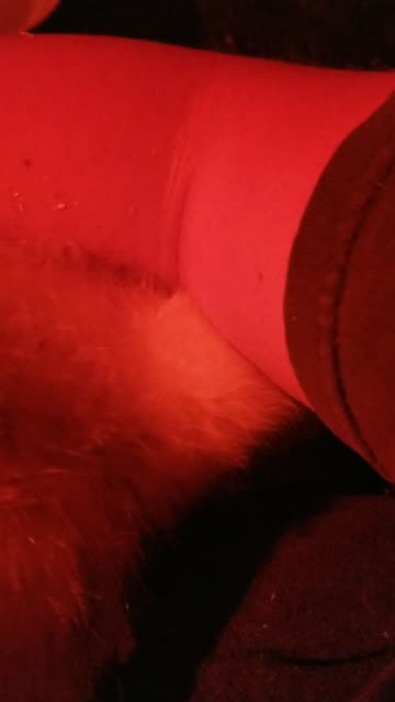 Winding down in the evening with some Lemongrab cuddles. #SparklegleamFarm #Lemongrab #homestead