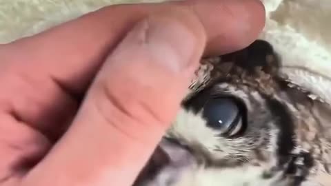 She Spotted an owl struggling in the lake। pets video ।।
