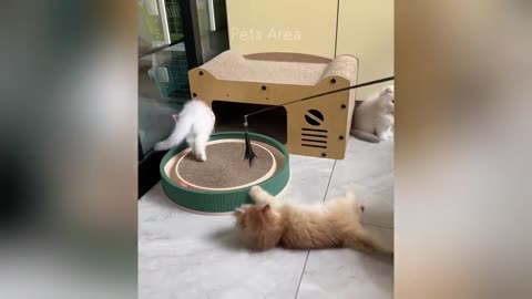 Funny Video cat 🤣🤣