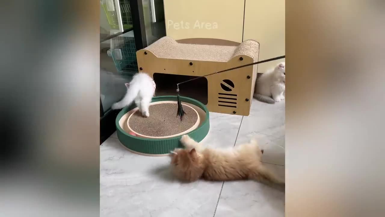 Funny Video cat 🤣🤣