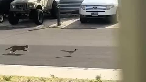 Road runner in real life.