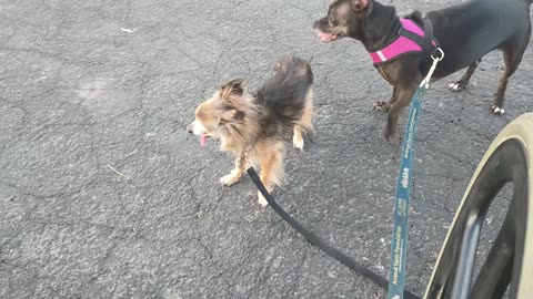 Kiko Villanova ChaCha Paco @midway rest spot We saw 1 doggie & later we saw free doggie20250712_361