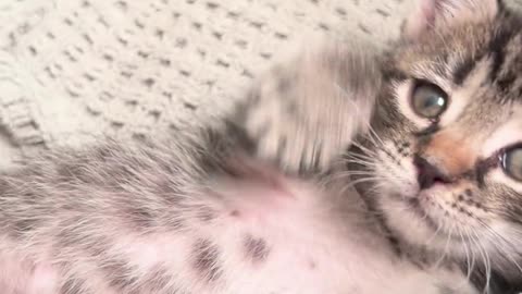 😂🐕 This Dog's Reaction is Priceless! | FunFM