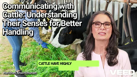 Unlocking Cattle Communication:Sense Secrets