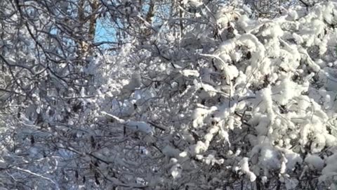 April 22, 2025 Winter's back