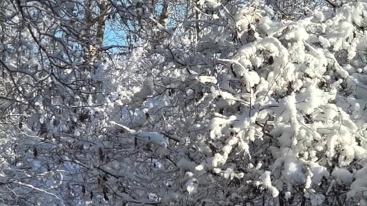April 22, 2025 Winter's back