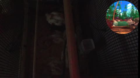 Chicken Live Stream