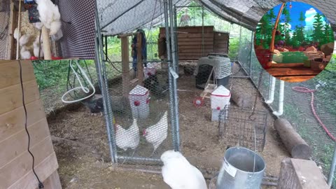 Chicken Live Stream