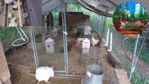 Chicken Live Stream