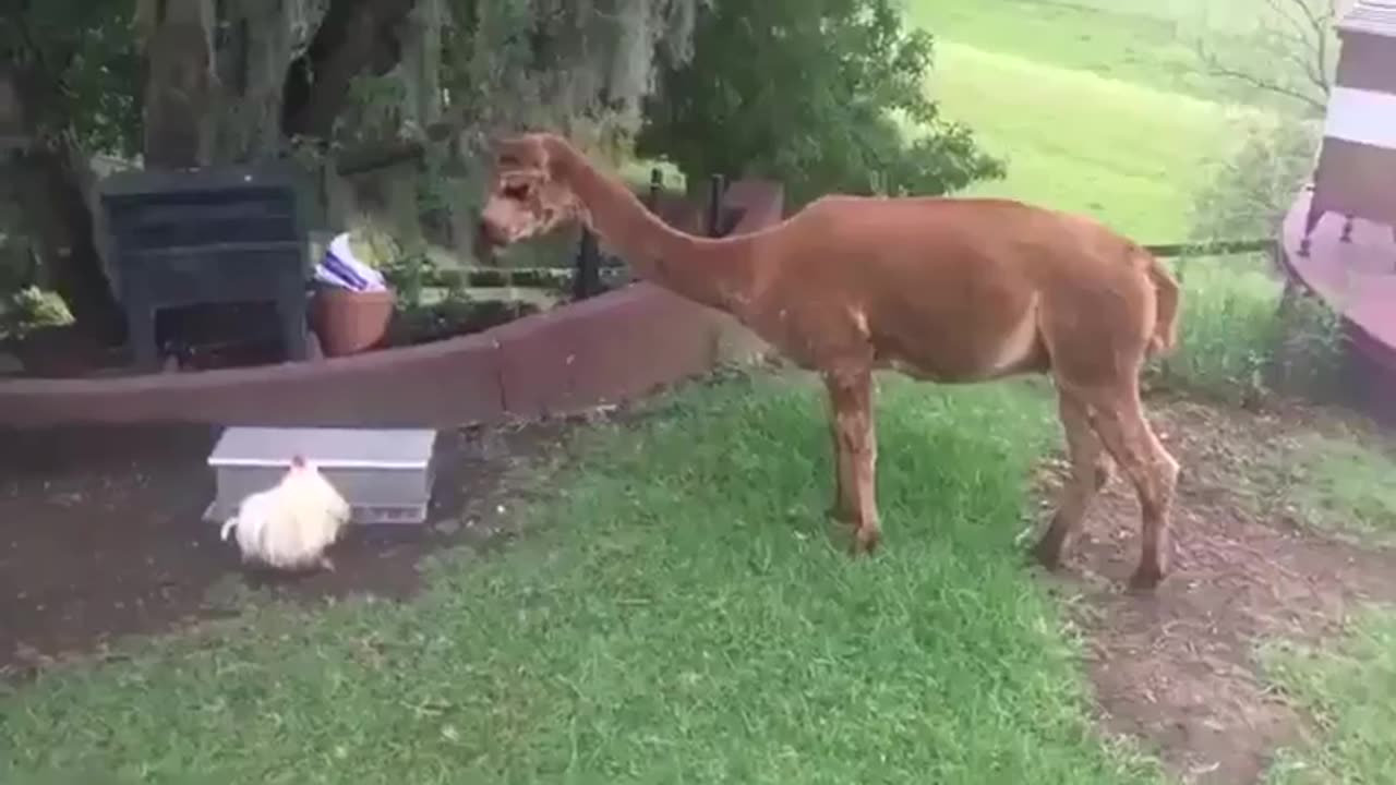 Smart Chicken
