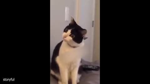 silliest cats on earth ever