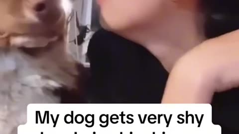 Dogs are friendly