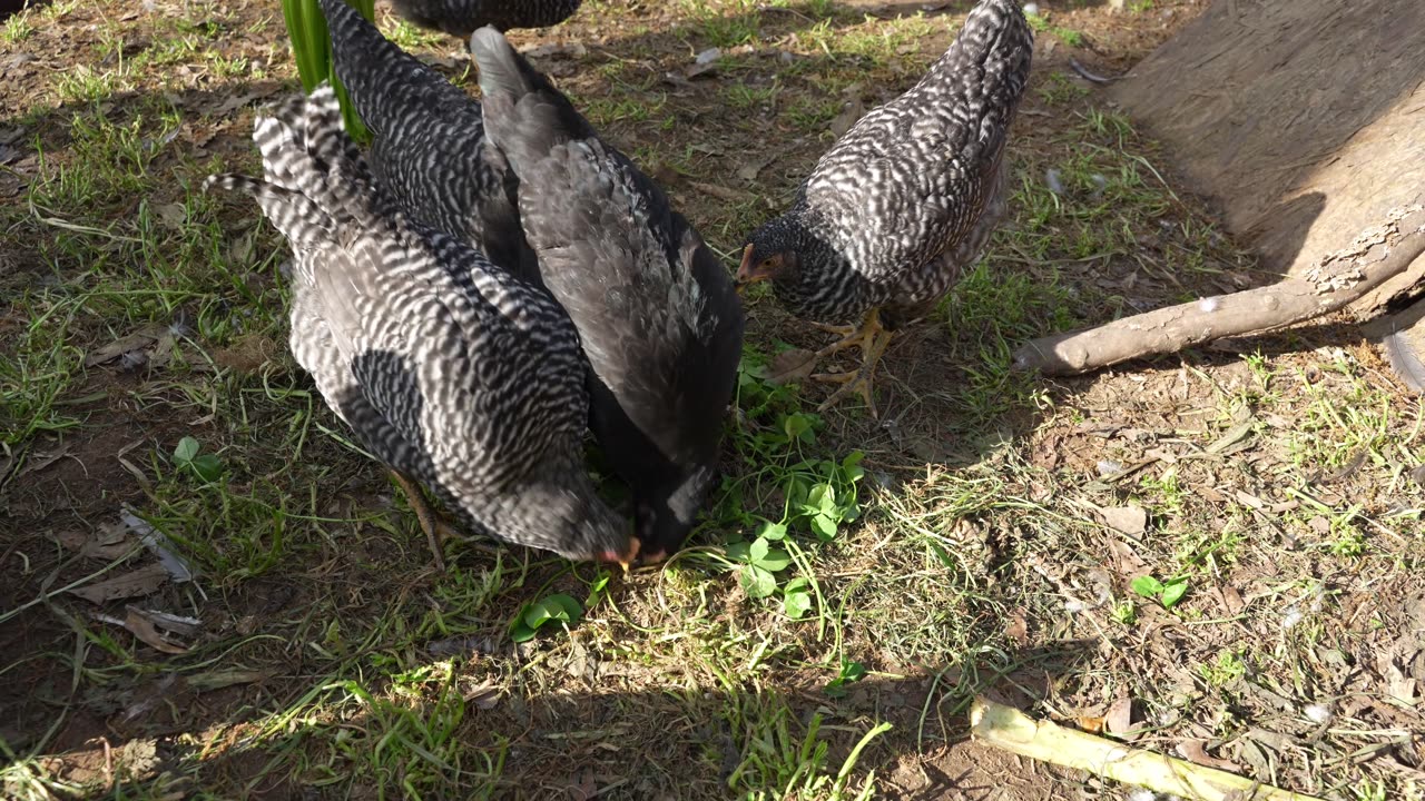 Chickens asked for corn NOT on the cob.