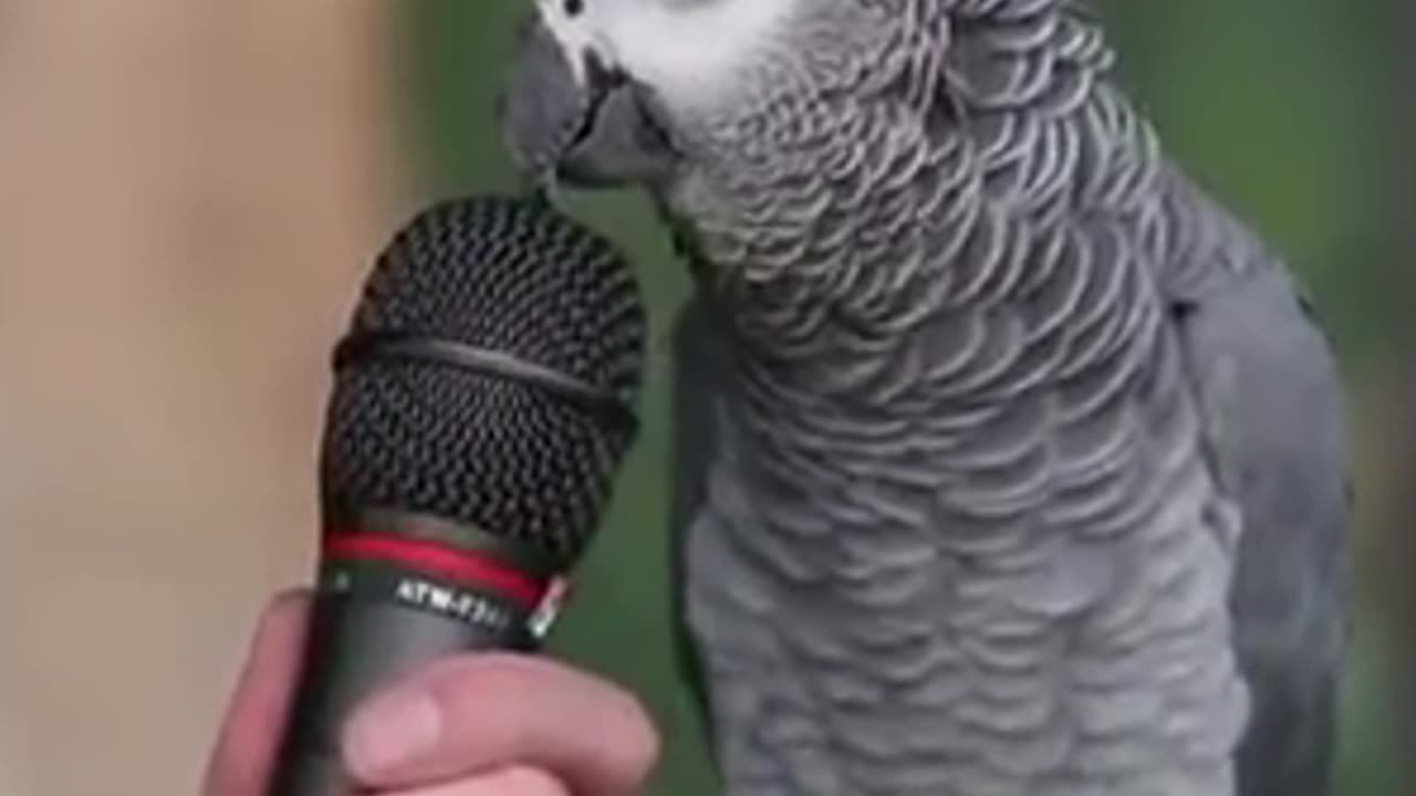 The Talking Parrot - Remembering Alex The African Parrot Gray #shorts #parrot #TalkingParrot