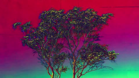 The Wound-Dresser (poem)